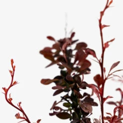 Rose Glow Barberry