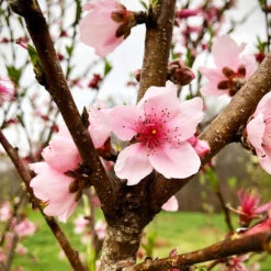 Rose Princess Nectarine -The Tree Center Rose Princess Nectarine 3 copy 600x600 1