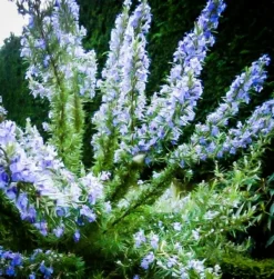 Tuscan Blue Rosemary 7 Tuscan Blue Rosemary -The Tree Center Rosemary Tuscan Blue 03 jpg webp