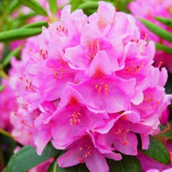 Roseum Elegans Rhododendron 7 Roseum Elegans Rhododendron -The Tree Center Roseum Elegans Rhododendron 1 600x600 1