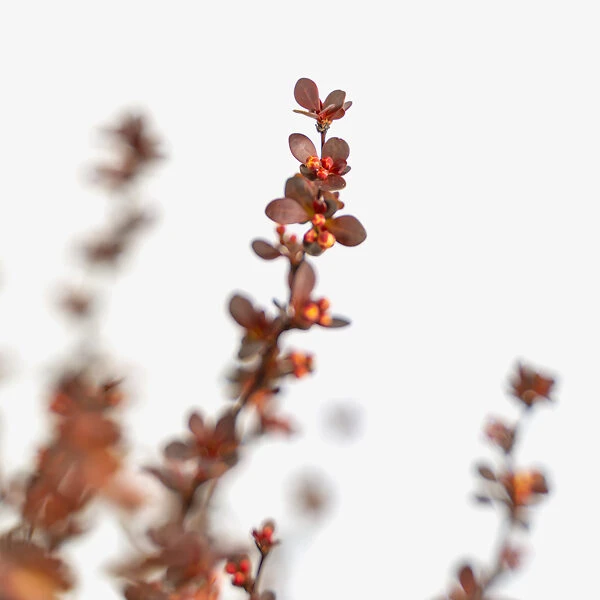 Rosy Rocket Barberry 4 Rosy Rocket Barberry - Image 4