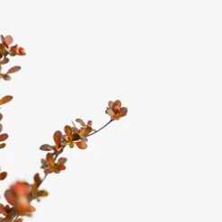 Rosy Rocket Barberry 9 Rosy Rocket Barberry -The Tree Center Rosy Rocket Barberry 3G 04 copy 2 600x600 1