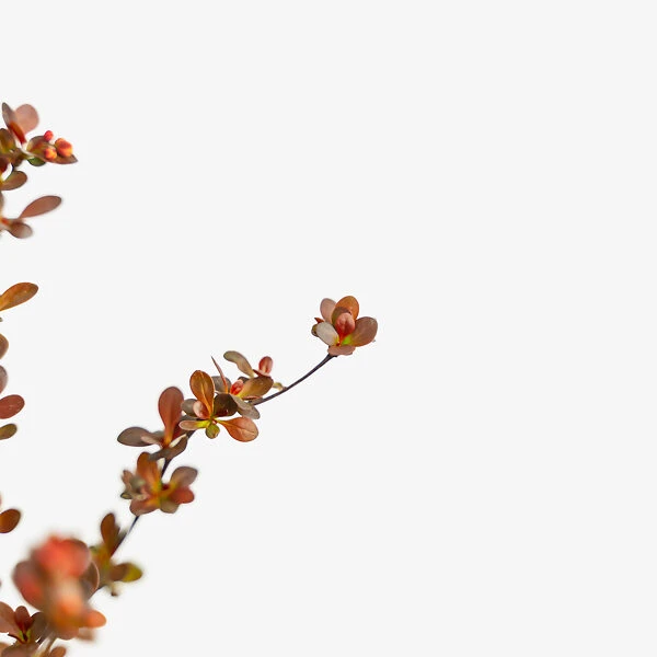 Rosy Rocket Barberry 5 Rosy Rocket Barberry - Image 5