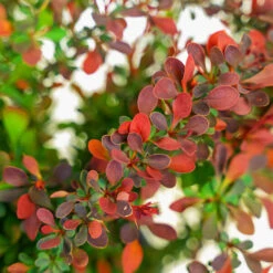 Royal Burgundy Barberry -The Tree Center Royal Burgundy Barberry 3G 05 copy 2 600x600 1