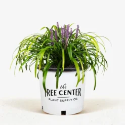 Royal Purple Liriope -The Tree Center Royal Purple Liriope 1G 01 jpg 600x600 1