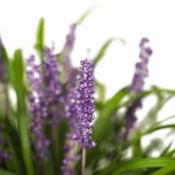 Royal Purple Liriope -The Tree Center Royal Purple Liriope 1G 02 600x600 1