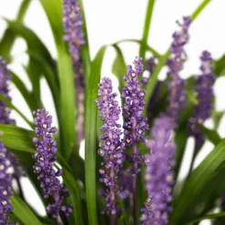Royal Purple Liriope -The Tree Center Royal Purple Liriope 1G 03 600x600 1