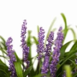 Royal Purple Liriope