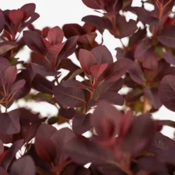 Royal Purple Smoke Tree -The Tree Center Royal Purple Smoke Tree 5G 02 copy 600x600 1