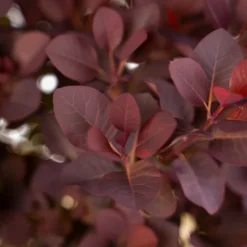 Royal Purple Smoke Tree -The Tree Center Royal Purple Smoke Tree 5G 03 copy 600x600 1