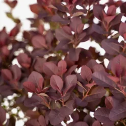 Royal Purple Smoke Tree -The Tree Center Royal Purple Smoke Tree 5G 04 copy 600x600 1