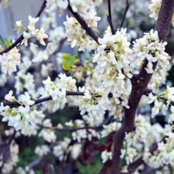 Royal White Redbud -The Tree Center Royal White Redbud 2 copy jpg webp