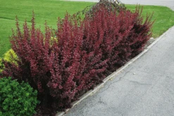 Ruby Carousel® Barberry -The Tree Center Ruby Carousel® Barberry 2 600x399 1
