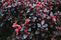 Ruby Carousel® Barberry -The Tree Center Ruby Carousel® Barberry 3 600x397 1