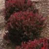 Ruby Carousel® Barberry