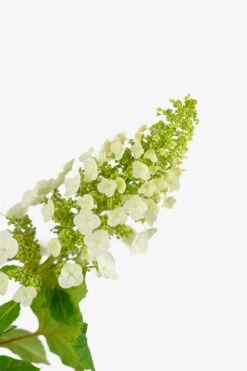 Ruby Slippers Oakleaf Hydrangea -The Tree Center Ruby Slippers Hydrangea 3G 04 copy 600x900 1