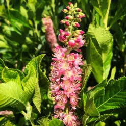 Ruby Spice Summersweet -The Tree Center Ruby Spice Summersweet 1.1 copy 600x600 1