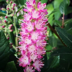 Ruby Spice Summersweet -The Tree Center Ruby Spice Summersweet 2 copy 600x600 1