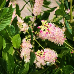 Ruby Spice Summersweet -The Tree Center Ruby Spice Summersweet 3 copy 600x600 1