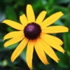 Goldstrum Black-Eyed Susan