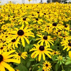 Goldstrum Black-Eyed Susan -The Tree Center Rudbeckia Goldsturm Black Eyed Susan 3 copy jpg webp