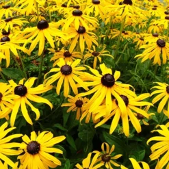 Goldstrum Black-Eyed Susan -The Tree Center Rudbeckia Goldsturm Black Eyed Susan 4 copy jpg webp