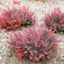 Sunjoy Mini Maroon® Barberry