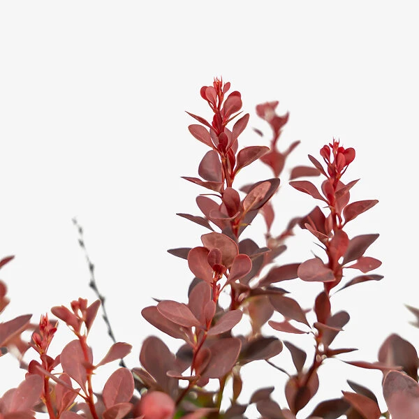 Sunjoy® Mini Salsa Barberry 4 Sunjoy® Mini Salsa Barberry - Image 4