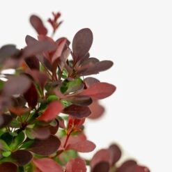 Sunjoy® Mini Salsa Barberry 9 Sunjoy® Mini Salsa Barberry -The Tree Center SUNJOY Mini Salsa Barberry 3G 03 copy 2 600x600 1