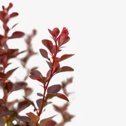 Sunjoy® Mini Salsa Barberry 7 Sunjoy® Mini Salsa Barberry -The Tree Center SUNJOY Mini Salsa Barberry 3G 05 copy 2 600x600 1