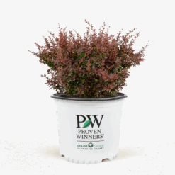 Sunjoy® Mini Salsa Barberry