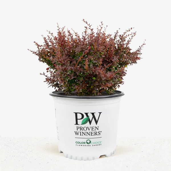Sunjoy® Mini Salsa Barberry 1 Sunjoy® Mini Salsa Barberry