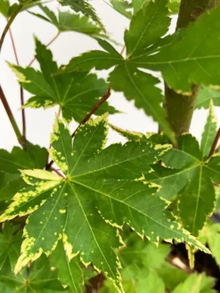 Sagara Nishiki Japanese Maple -The Tree Center SagaraNishikiJapaneseMaple 600x800 1