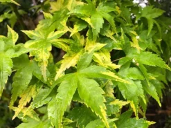 Sagara Nishiki Japanese Maple -The Tree Center SagaraNishikiJapaneseMaple2 600x450 1