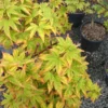 Sagara Nishiki Japanese Maple