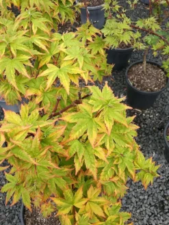 Sagara Nishiki Japanese Maple