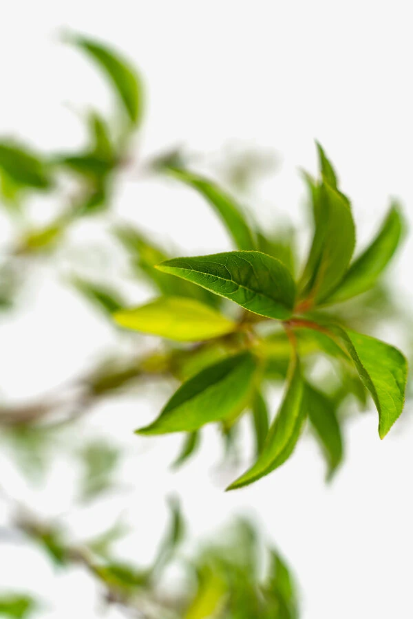 Santa Rosa Plum Tree 4 Santa Rosa Plum Tree - Image 4