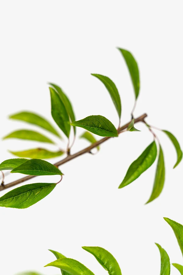 Santa Rosa Plum Tree 3 Santa Rosa Plum Tree - Image 3