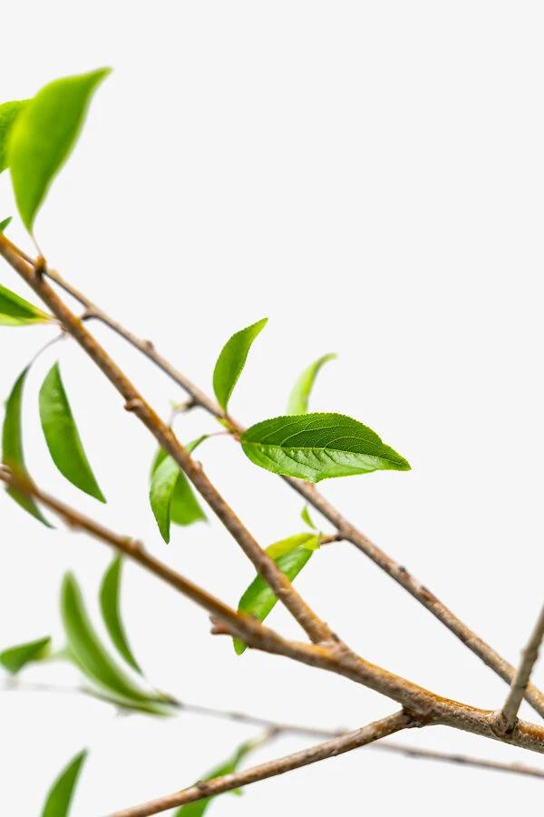 Santa Rosa Plum Tree 2 Santa Rosa Plum Tree - Image 2