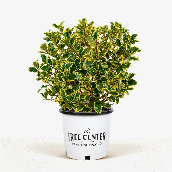 Santa's Delight Holly 3 Santa's Delight Holly - Image 3