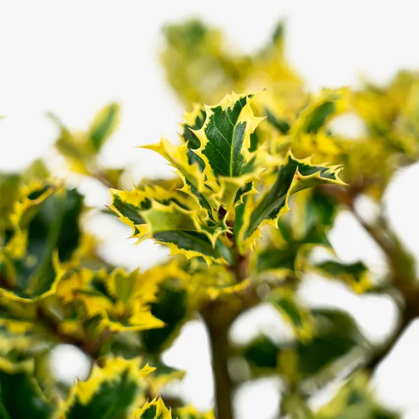 Santa's Delight Holly 4 Santa's Delight Holly - Image 4