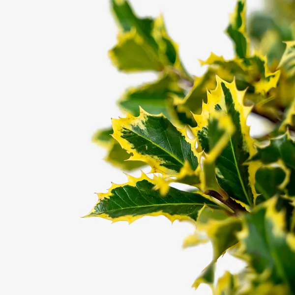 Santa's Delight Holly 2 Santa's Delight Holly - Image 2