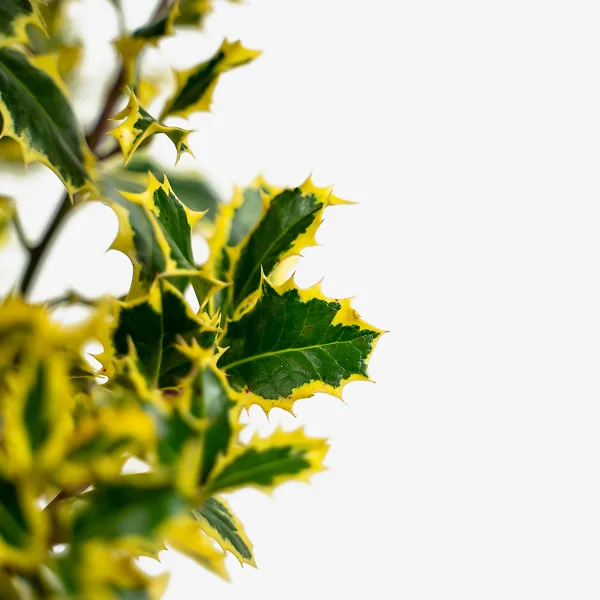 Santa's Delight Holly 1 Santa's Delight Holly