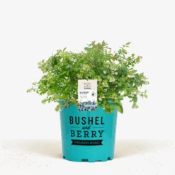 Bushel And Berry® Sapphire Cascade Blueberry