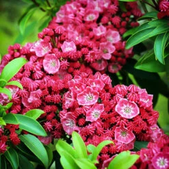 Sarah Mountain Laurel 7 Sarah Mountain Laurel -The Tree Center Sarah Kalmia 3 copy 600x600 1