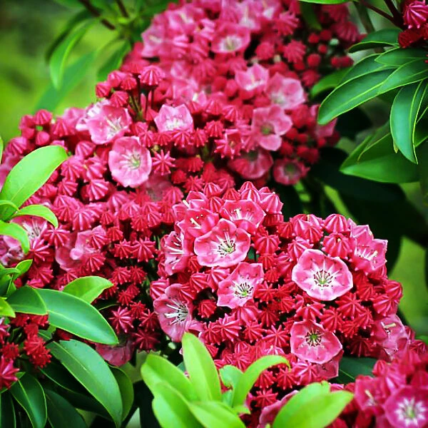 Sarah Mountain Laurel 4 Sarah Mountain Laurel - Image 4