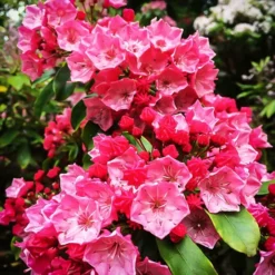 Sarah Mountain Laurel 6 Sarah Mountain Laurel -The Tree Center Sarah Kalmia 4 copy jpg webp