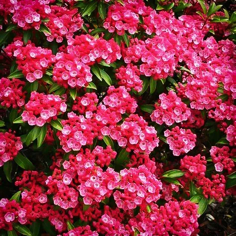 Sarah Mountain Laurel 2 Sarah Mountain Laurel - Image 2