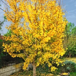 Saratoga Ginkgo Tree -The Tree Center Saratoga Ginkgo Tree 3 copy 1 jpg