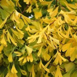 Saratoga Ginkgo Tree -The Tree Center Saratoga Ginkgo Tree 4 copy 1 jpg